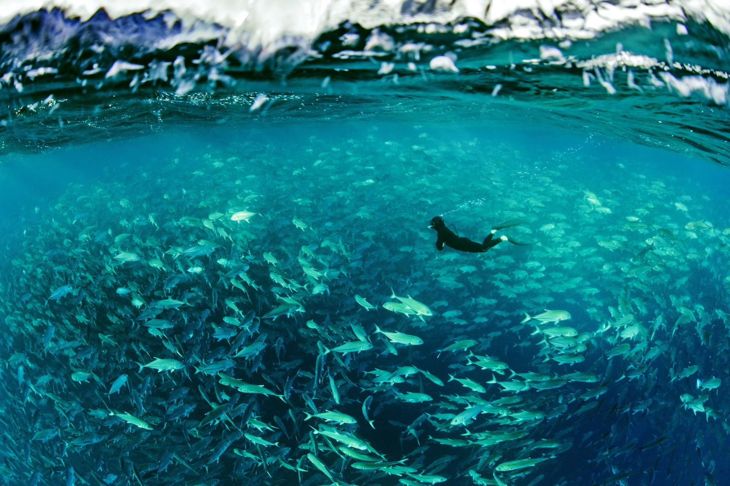 A diver swims in a huge shoal of fish just beneath the surface of the ocean