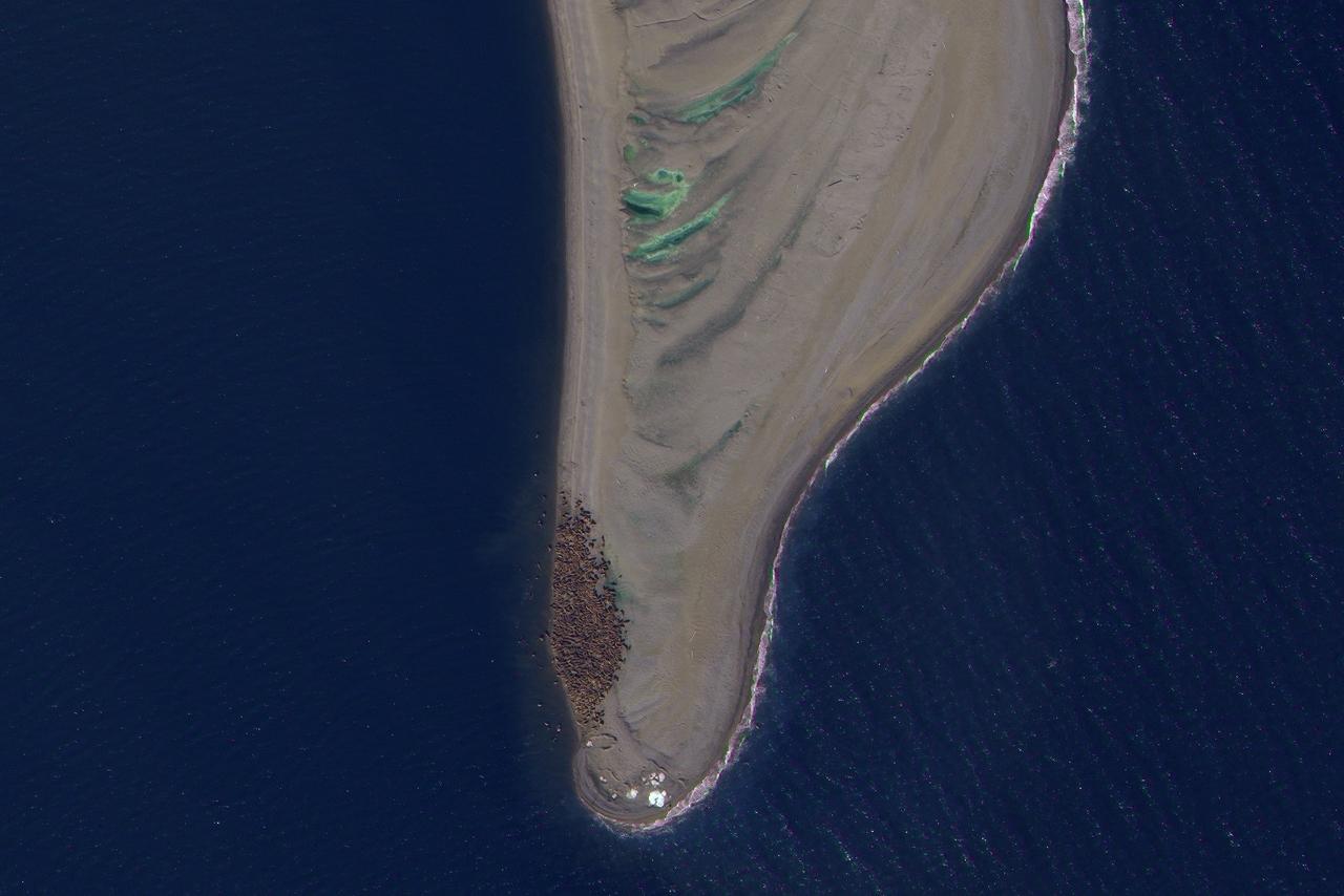 A satellite image showing Atlantic walrus huddled on a small area of land
