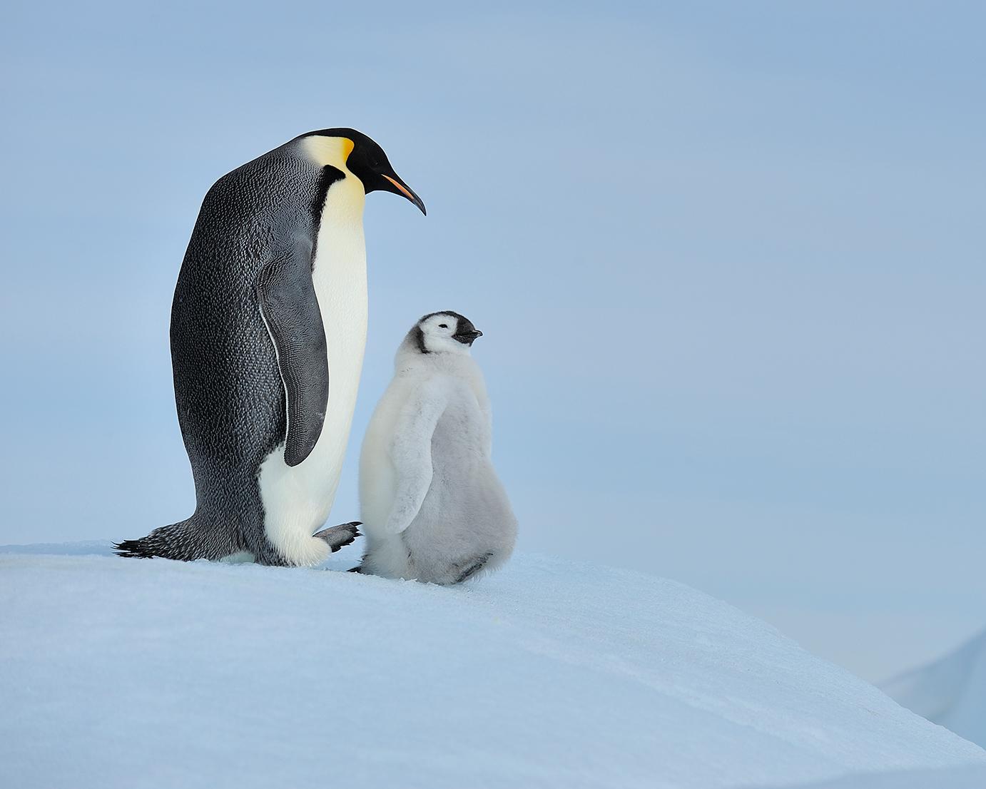An emperor penguin and its chick stand against an icy backdrop. The penguin chick is light grey with a black head