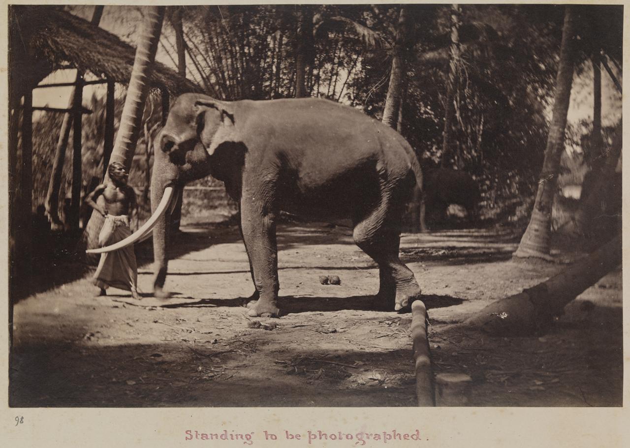 An elephant posing for a photograph with his Mahout outside an open wooden structure surrounded by trees in Kandy.