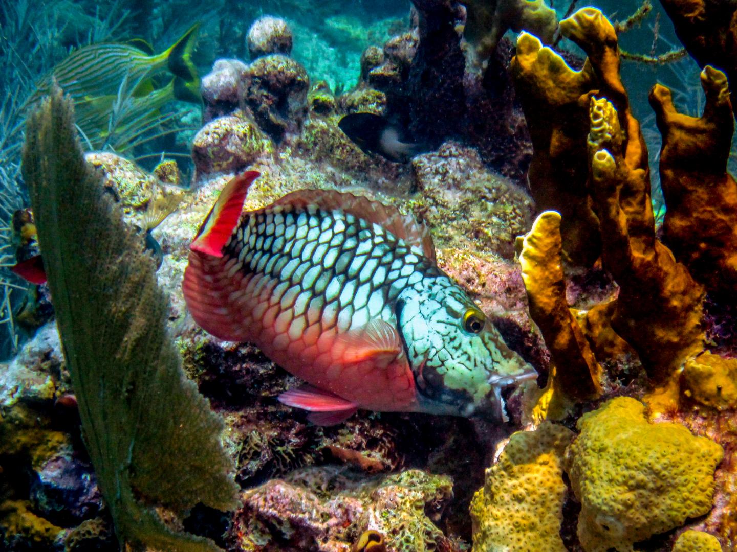Colourful parrot fish eating coral
