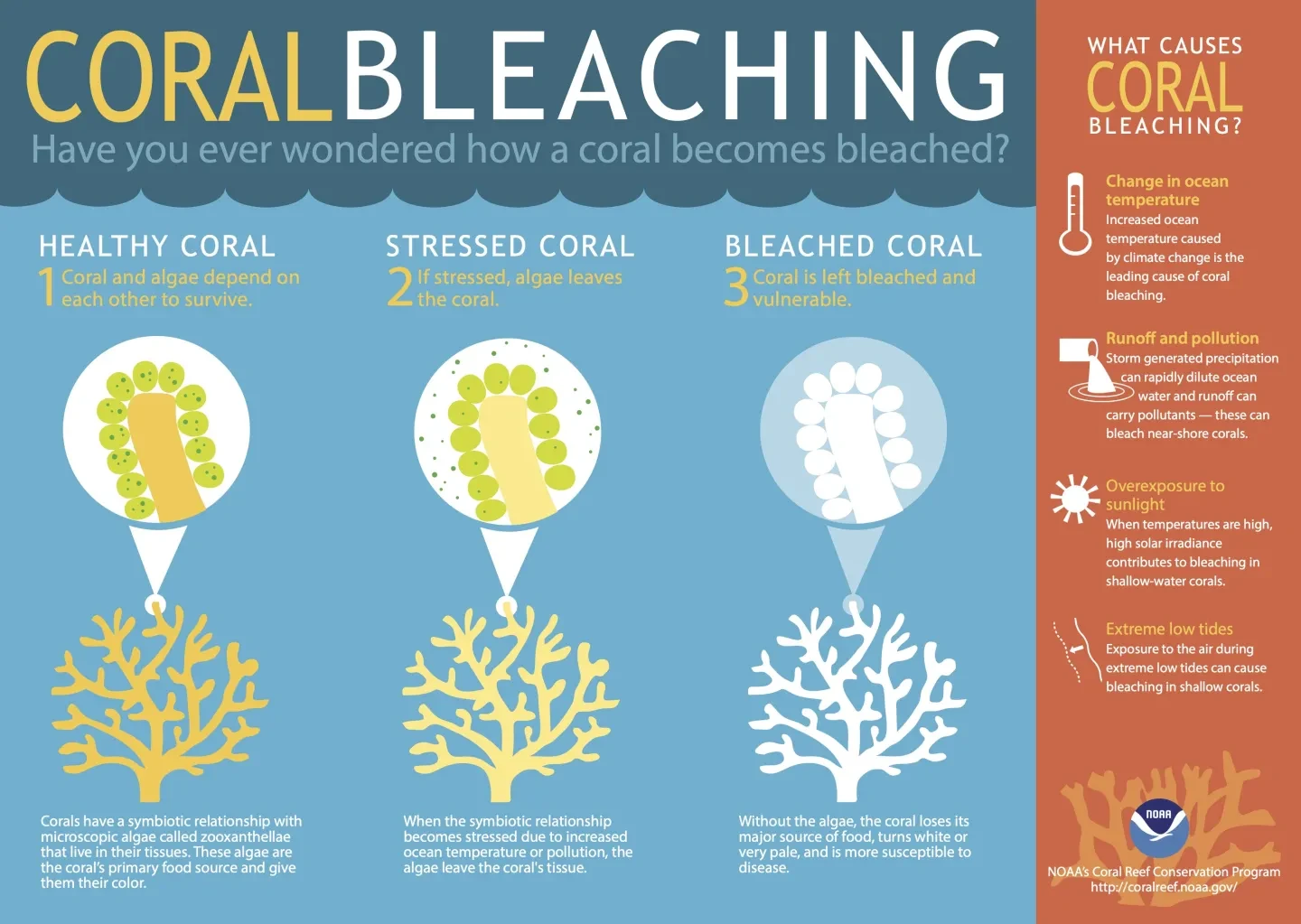 An infographic explaining the process of coral bleaching