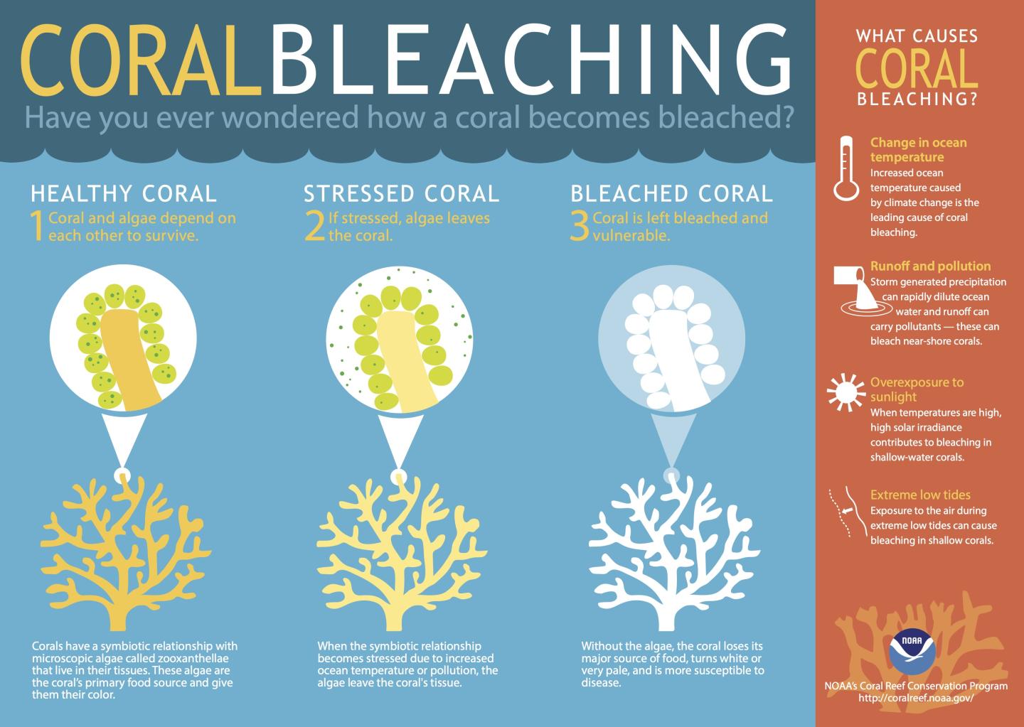 An infographic explaining the process of coral bleaching