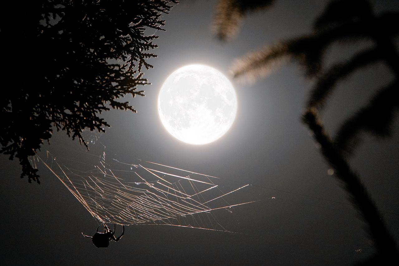 The Moon photographed in the night sky. In the foreground a spider is weaving a web, making it appear as if it is 'catching' the Moon in its net
