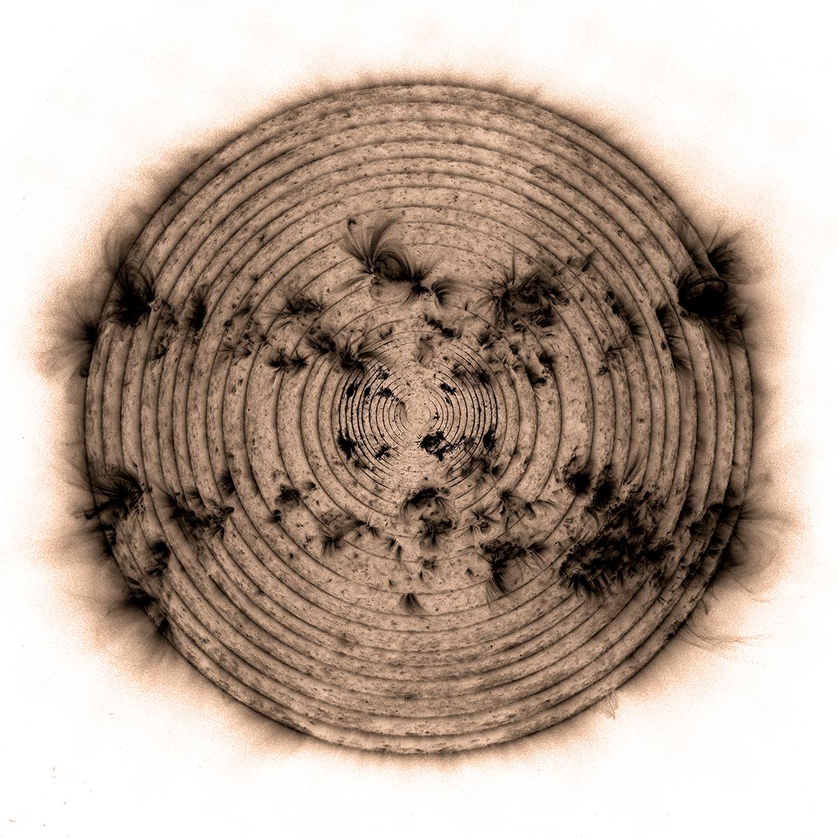 26 images of Sun from first part of solar cycle layered to create concentric rings, rendered in brown resembling a tree's rings