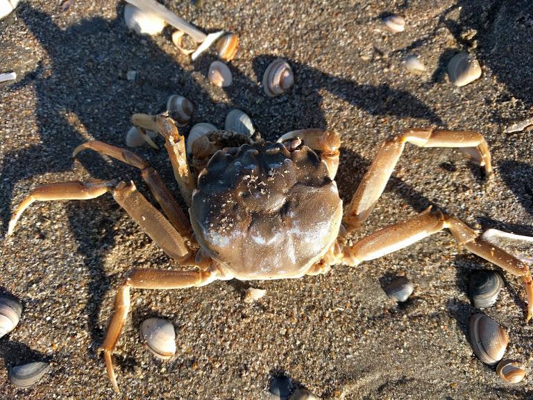 Close up of a light brown crab, the chinese mitten crab (Eriocheir sinensis), on a sandy beach