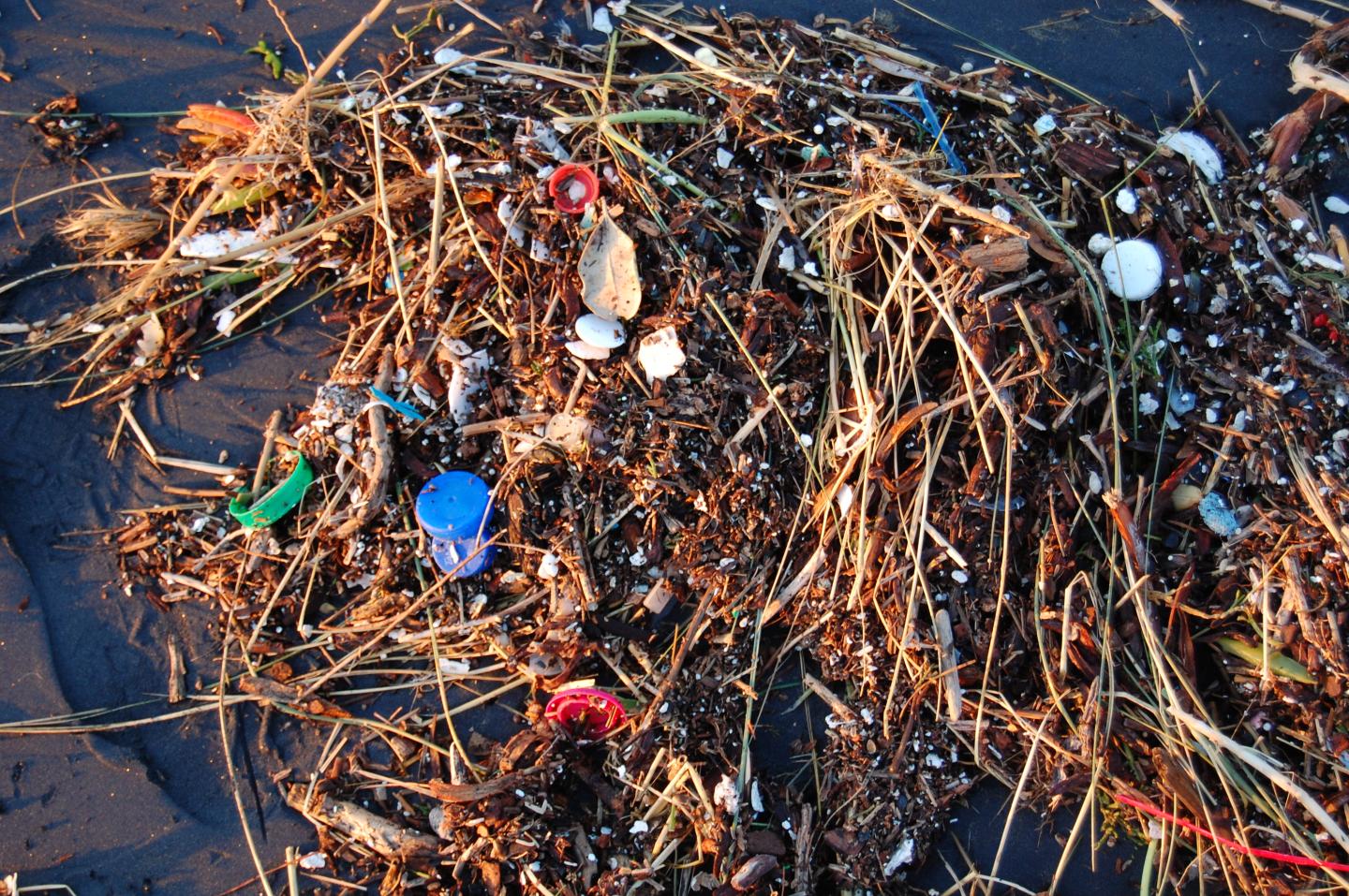 A raft of seaweed and other biomaterial covered in small plastics