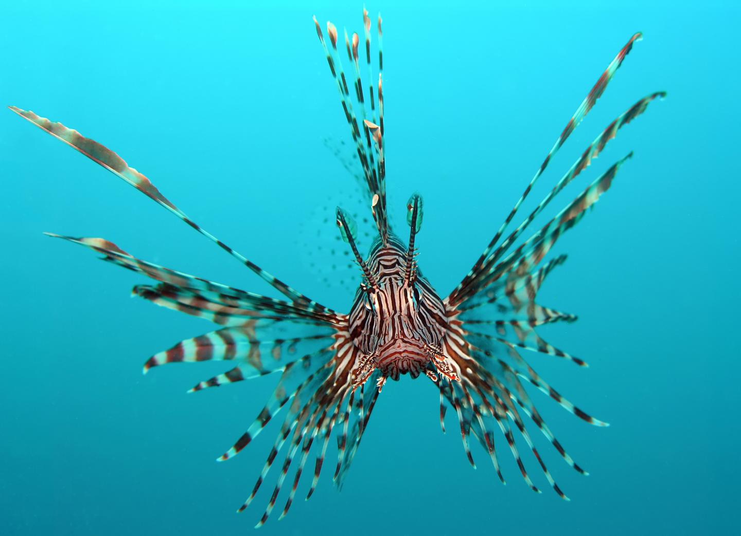 A lionfish, Pterois volitans, up close to the camera, showing off its long red and white striped fanned fins and big eyes