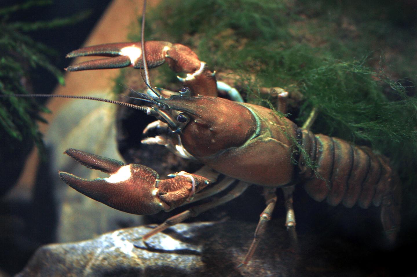 Up close image of a red and white crustacean, the signal crayfish