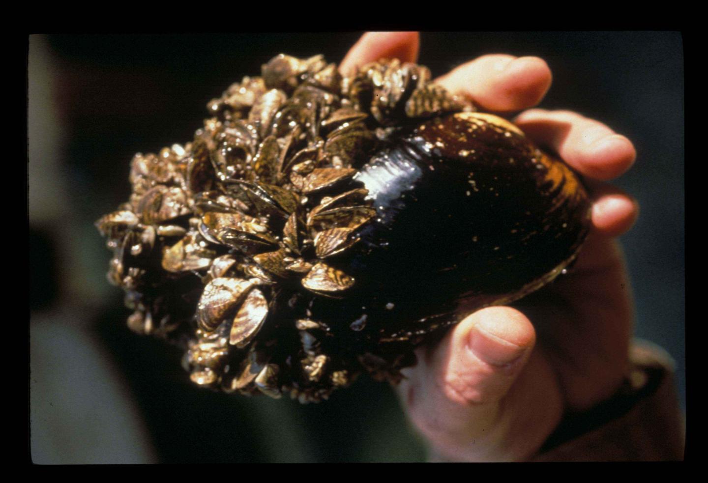 Many small zebra mussels growing on side of a native mussel species in the US