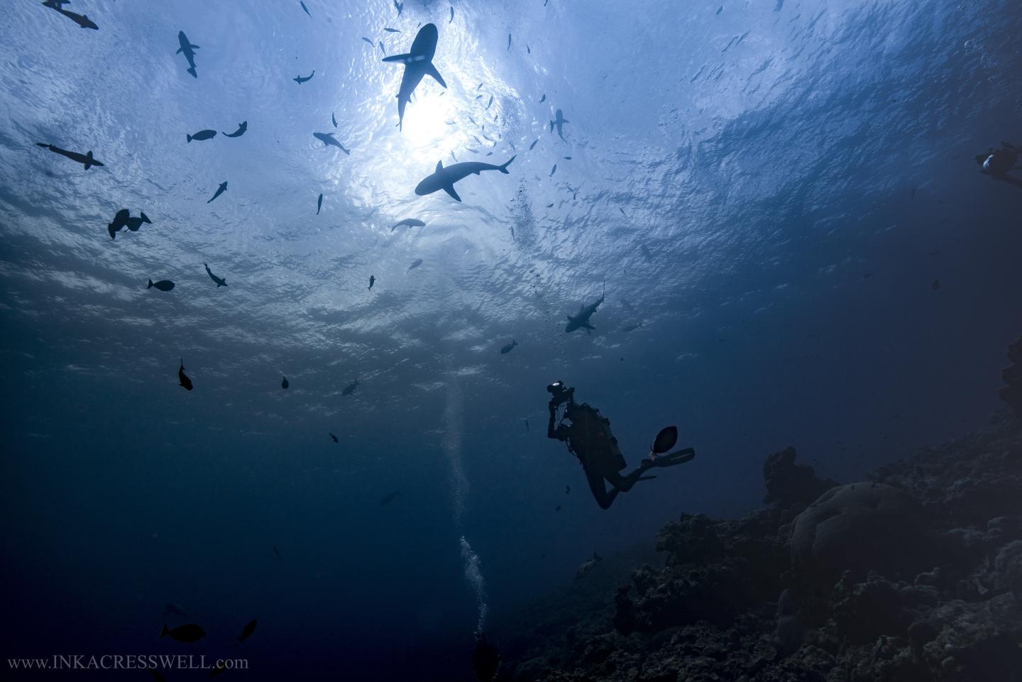 Underwater diver films sharks
