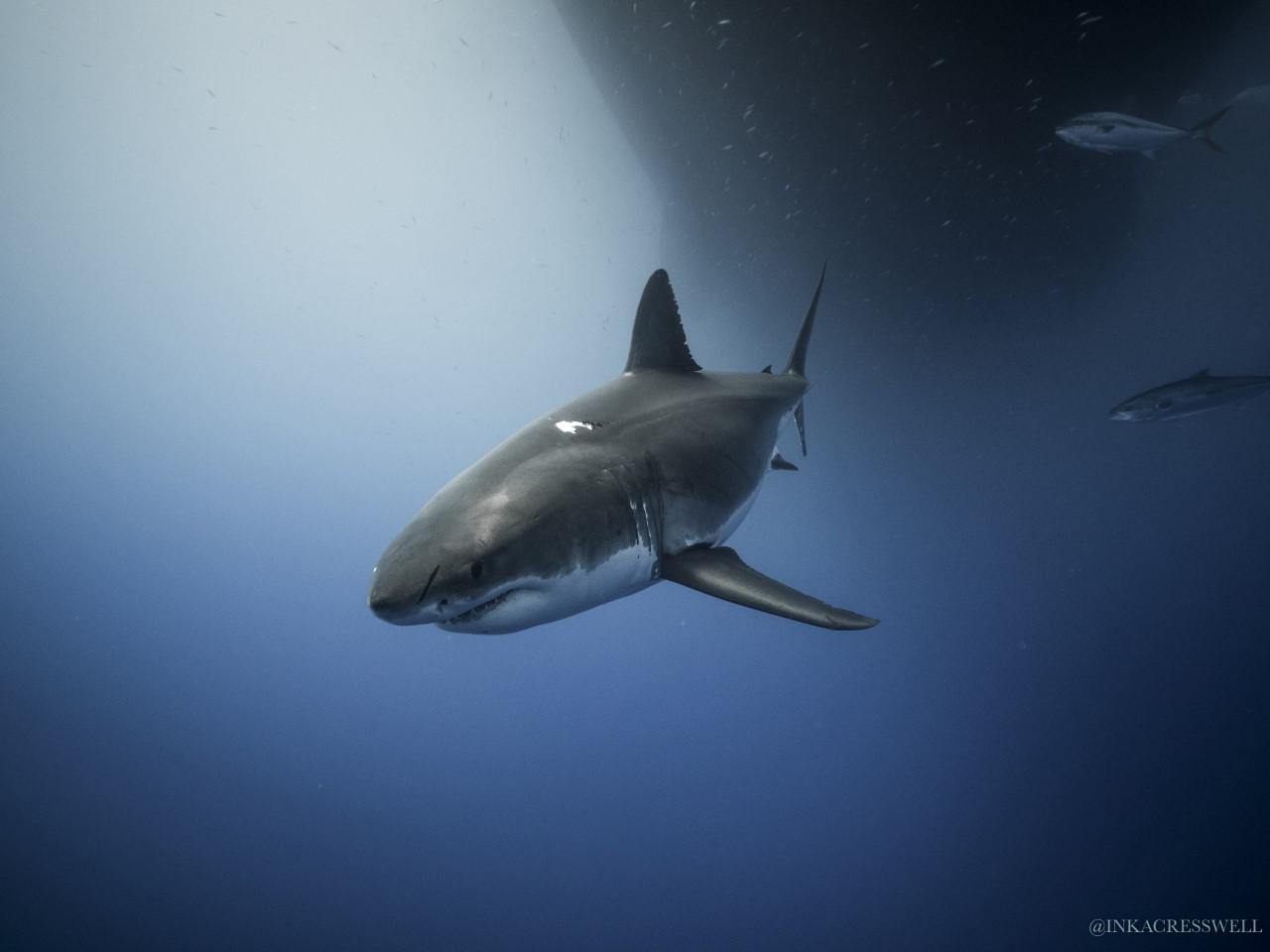 Photograph of great white shark