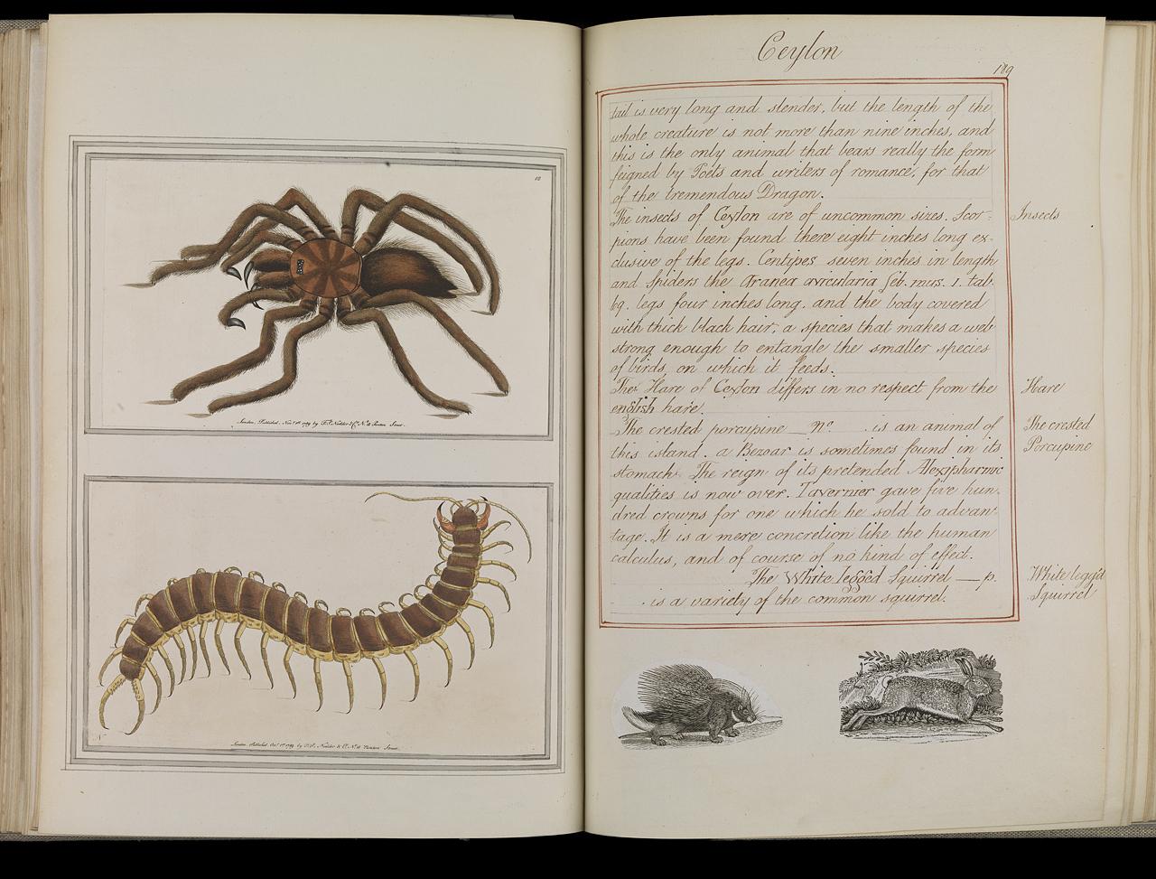 A image of a book containing engravings of a spider and a millipede, with text to the right 