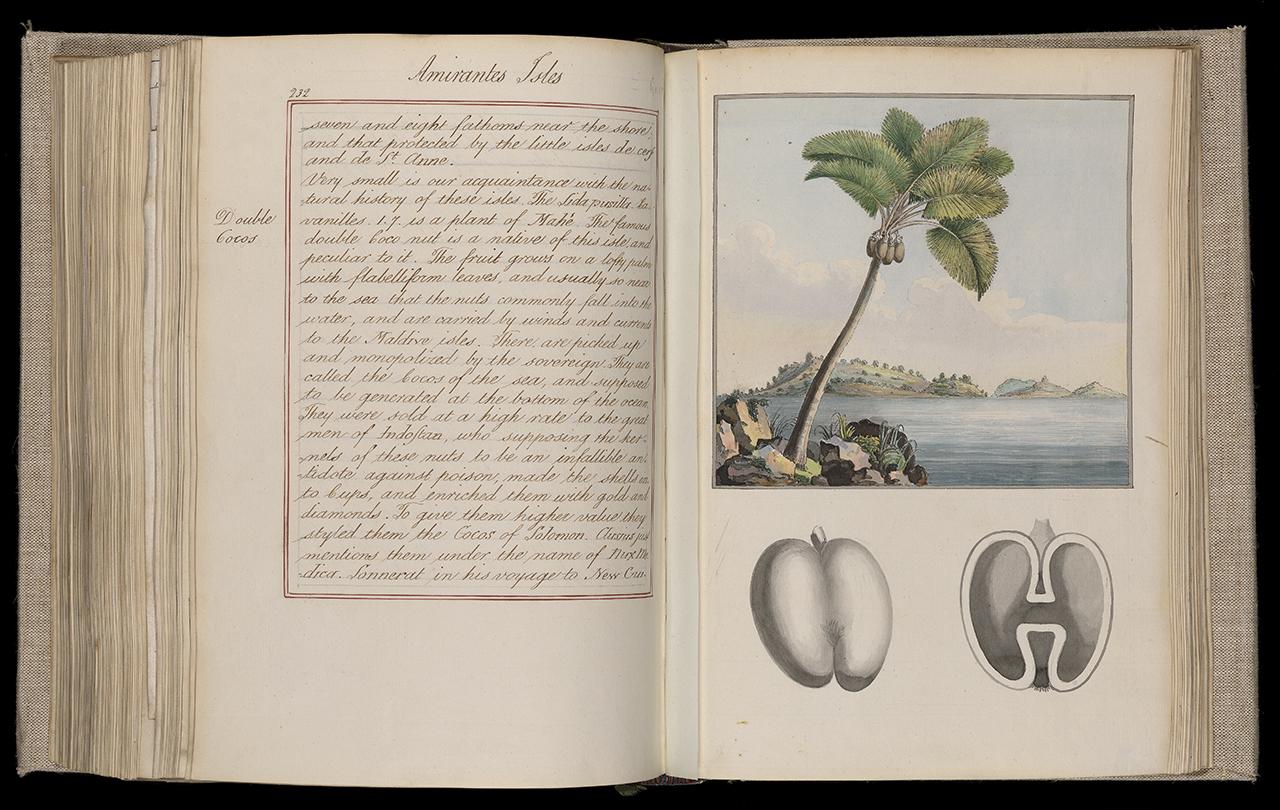 An image showing two manuscript pages, including an engraving of a palm tree and the cross section of a nut