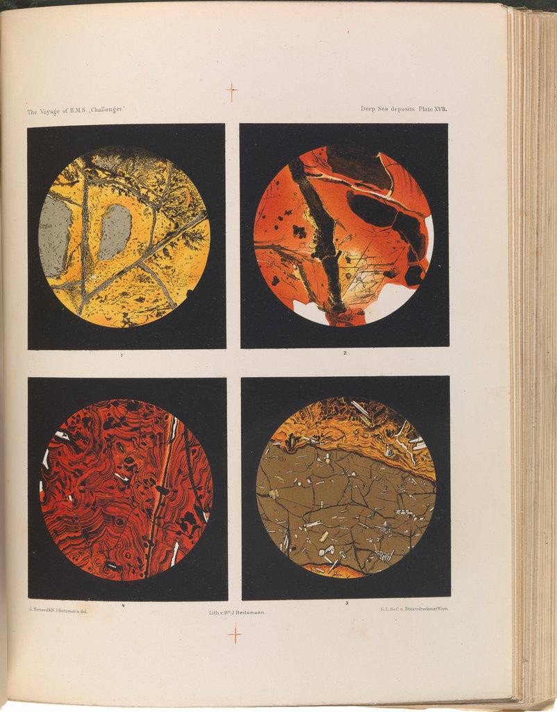 A page showing colourised deep sea deposits as seen beneath a microscope