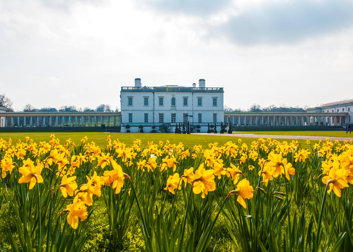 The Queen's House in Greenwich with a sea of daffodils in the foreground