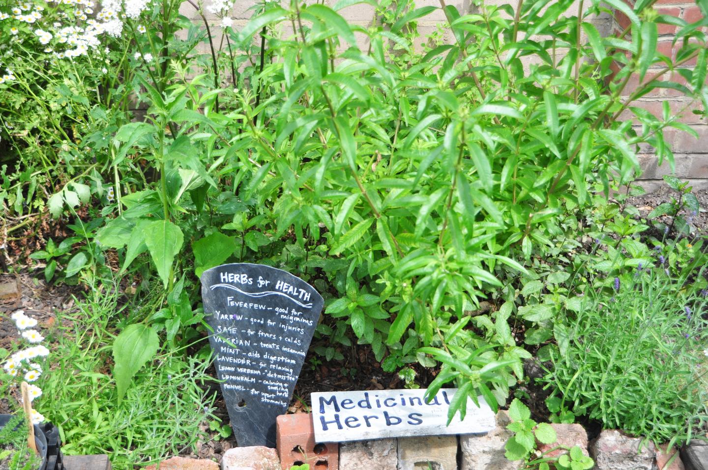 A photo of herbs