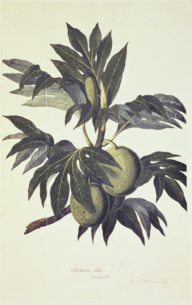 A branch of the bread fruit tree with fruit