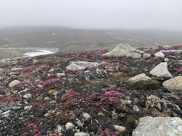 A rocky landscape with small purple saxifrage flowers blooming in the foreground