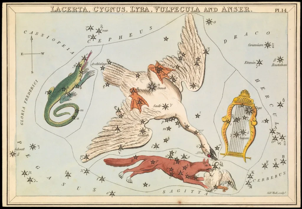 Art showing Cygnus the swan