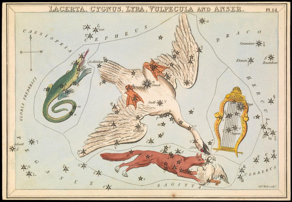 Art showing Cygnus the swan