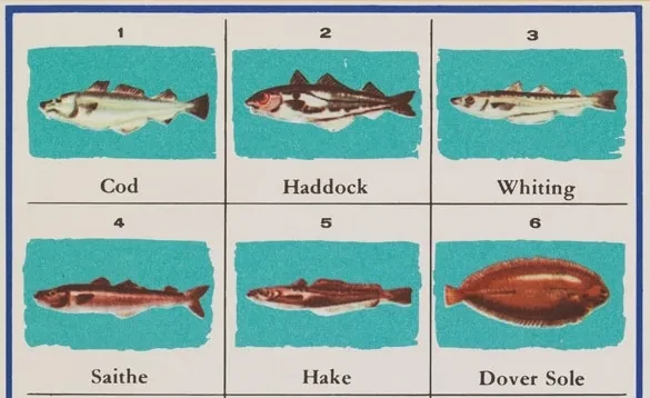 Illustration made in 1968 showing the different types of fish caught in the UK