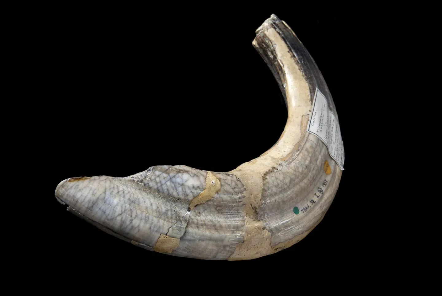Specimen image showing a hippopotamus canine