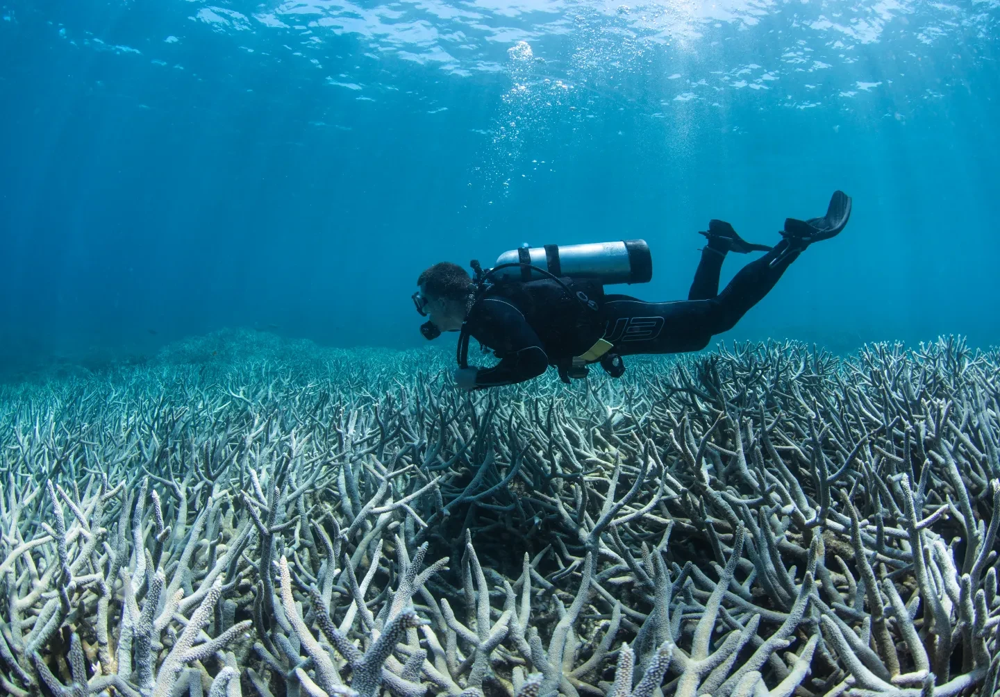 A diver swims over an area of coral reef affected by coral bleaching