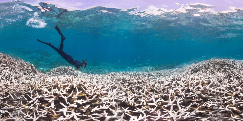 A diver swims down to look at bleached coral