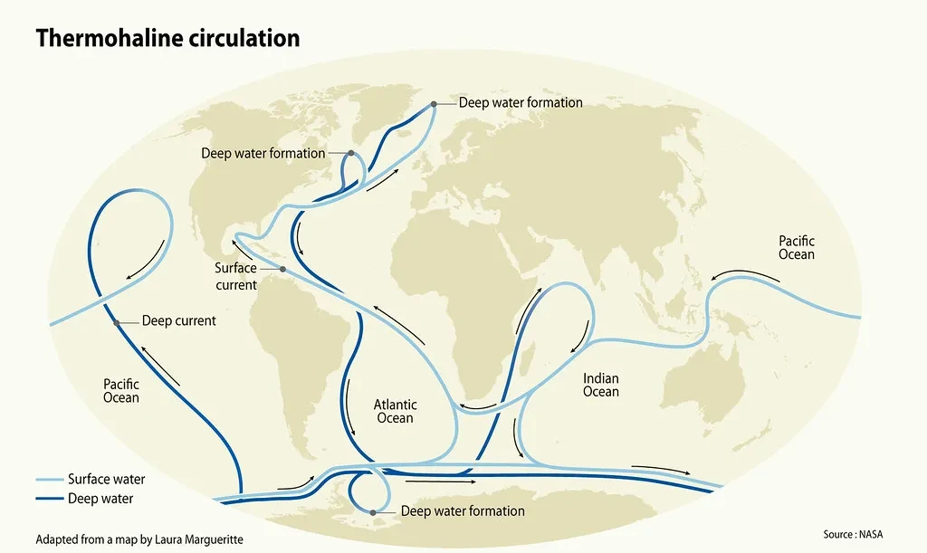A diagram showing thermohaline circulation. Dark blue lines represent deep water currents, while light blue lines show surface water currents. These two sets of lines loop and weave around the oceans of the world