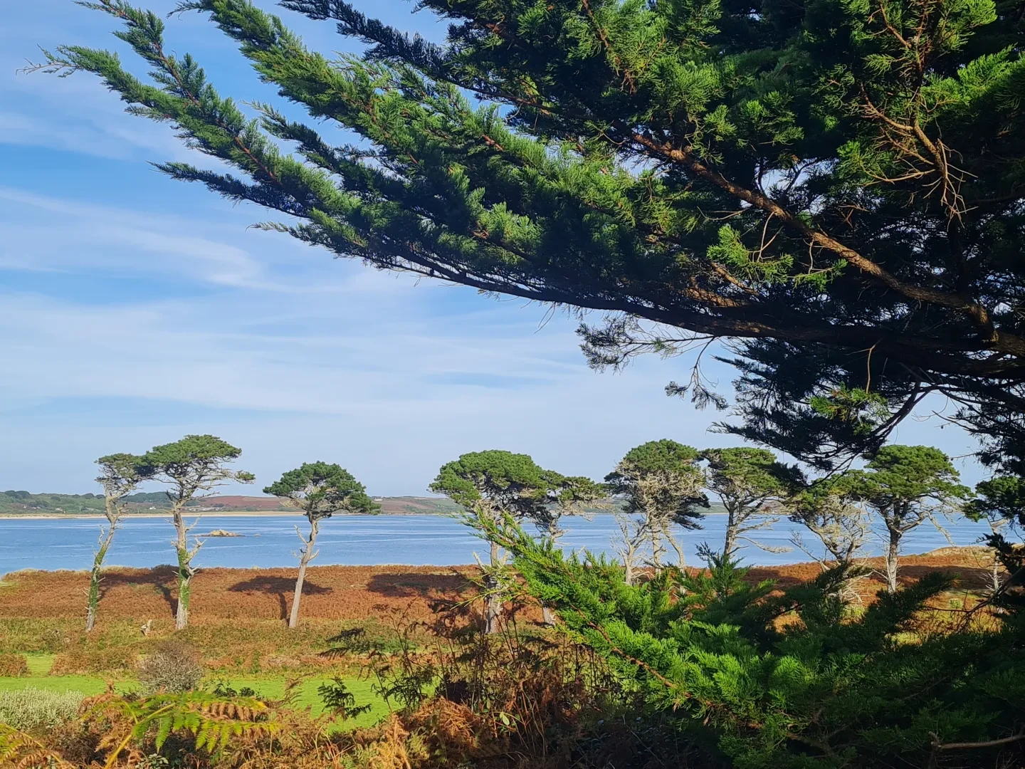 A line of thin green trees stands in front of a beautiful blue sky and blue sea, framed by a spiky evergreen tree in the foreground