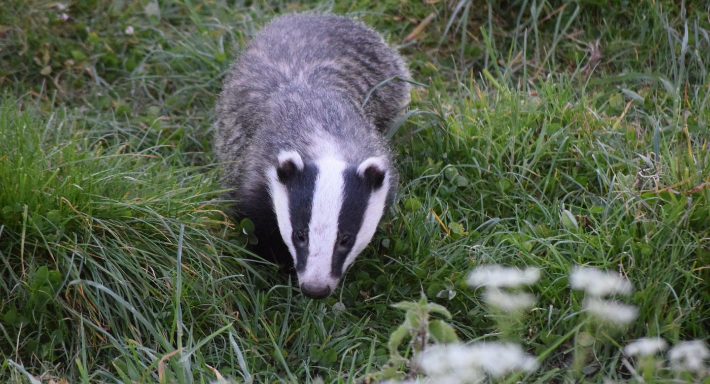 Badger by John Campbell (Flickr Creative Commons public domain)