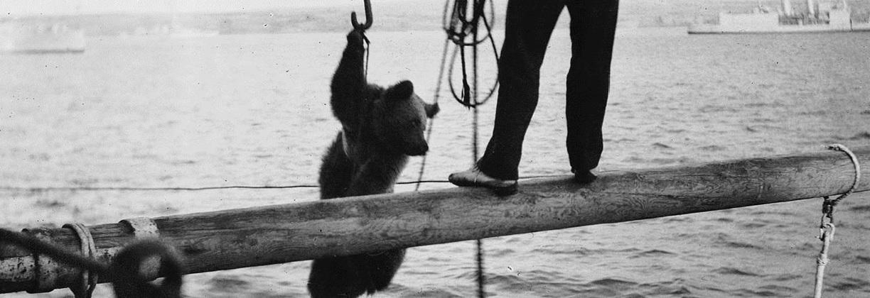 ‘Trotsky’ the bear being transferred to HMS Ajax from HMS Emperor of India in 1921