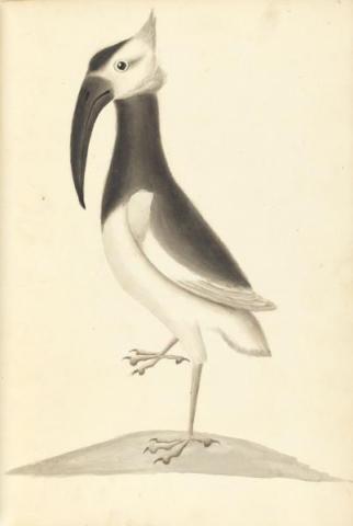 Illustration of a 'Flamigo' [sic] from A Narrative of Commodore Anson's voyage into the Great South Sea and Round the World Perform'd between September 1740–June 1744
