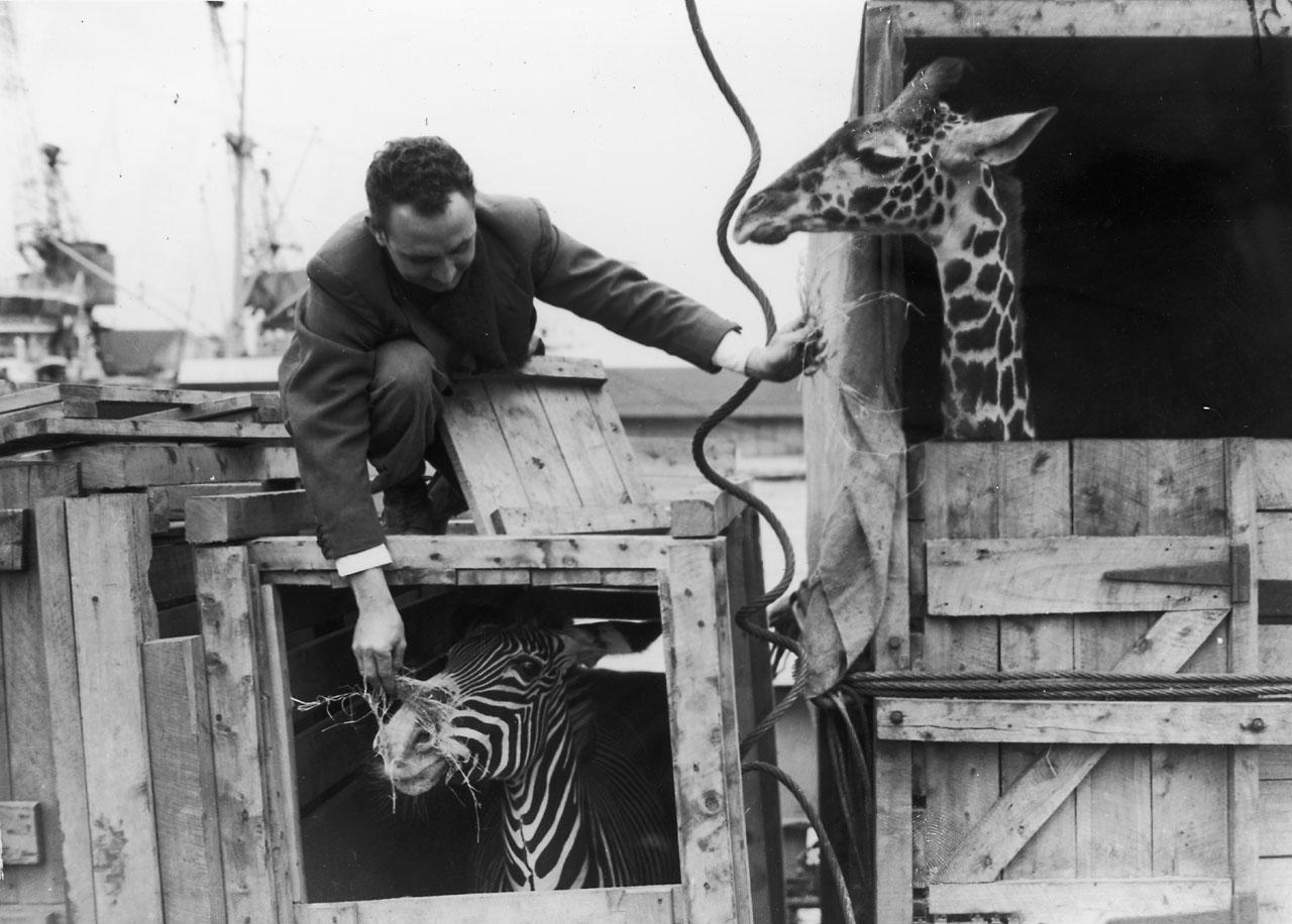 A photo of a zebra and giraffe at the Royal Albert Dock (H0269)