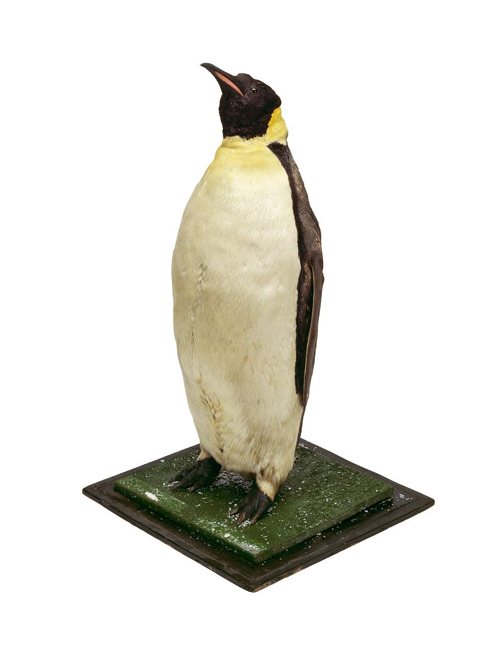Percy the penguin