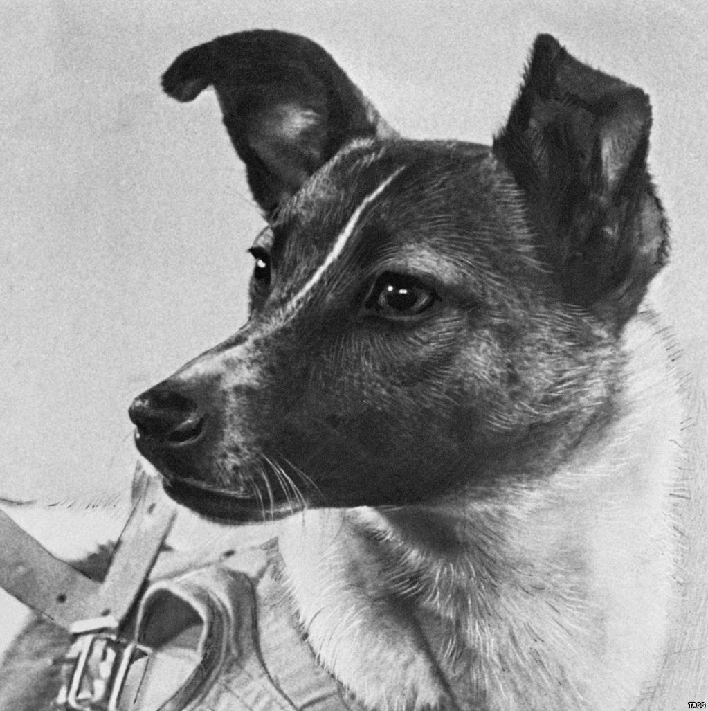 Laika - The first dog in space