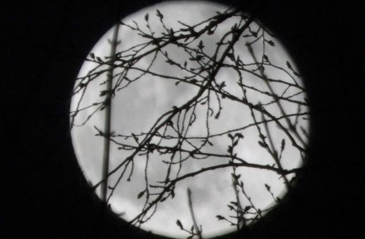 Moon Behind the Trees © Emily Jeremy, Astronomy Photographer of the Year Young Commended 2014