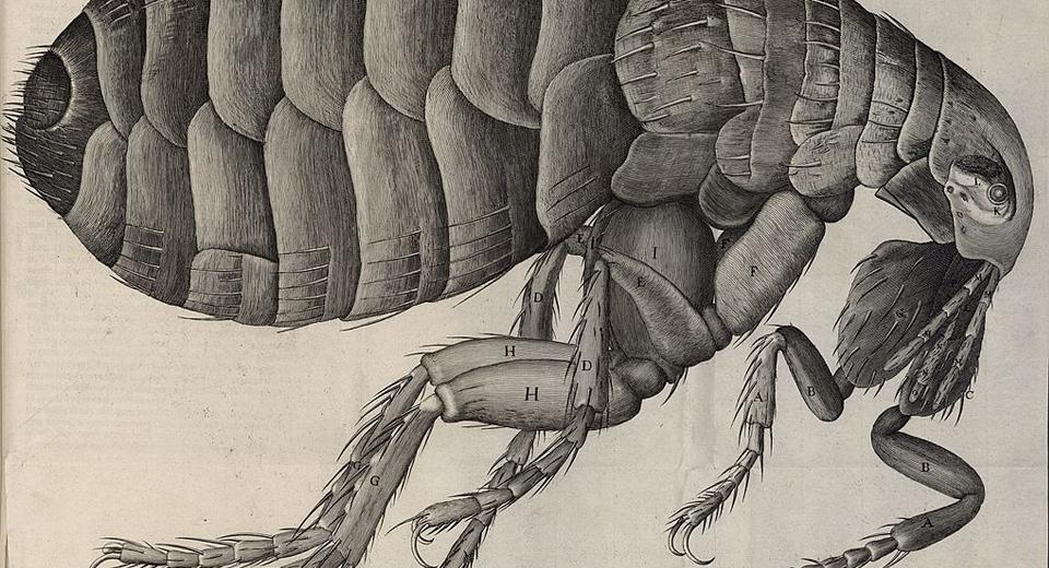 Drawing of a flea from Micrographia by Robert Hooke