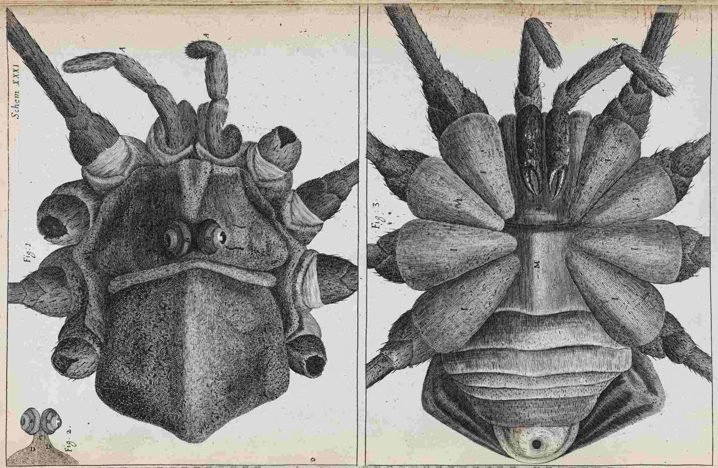 Microscopic views of the Shepherd spider, Schem. XXXI from Micrographia: or some physiological descriptions of minute bodies made by magnifying glasses with observations and Inquiries thereupon, by Robert Hooke (London, 1665) RS.9450 © The Royal Society