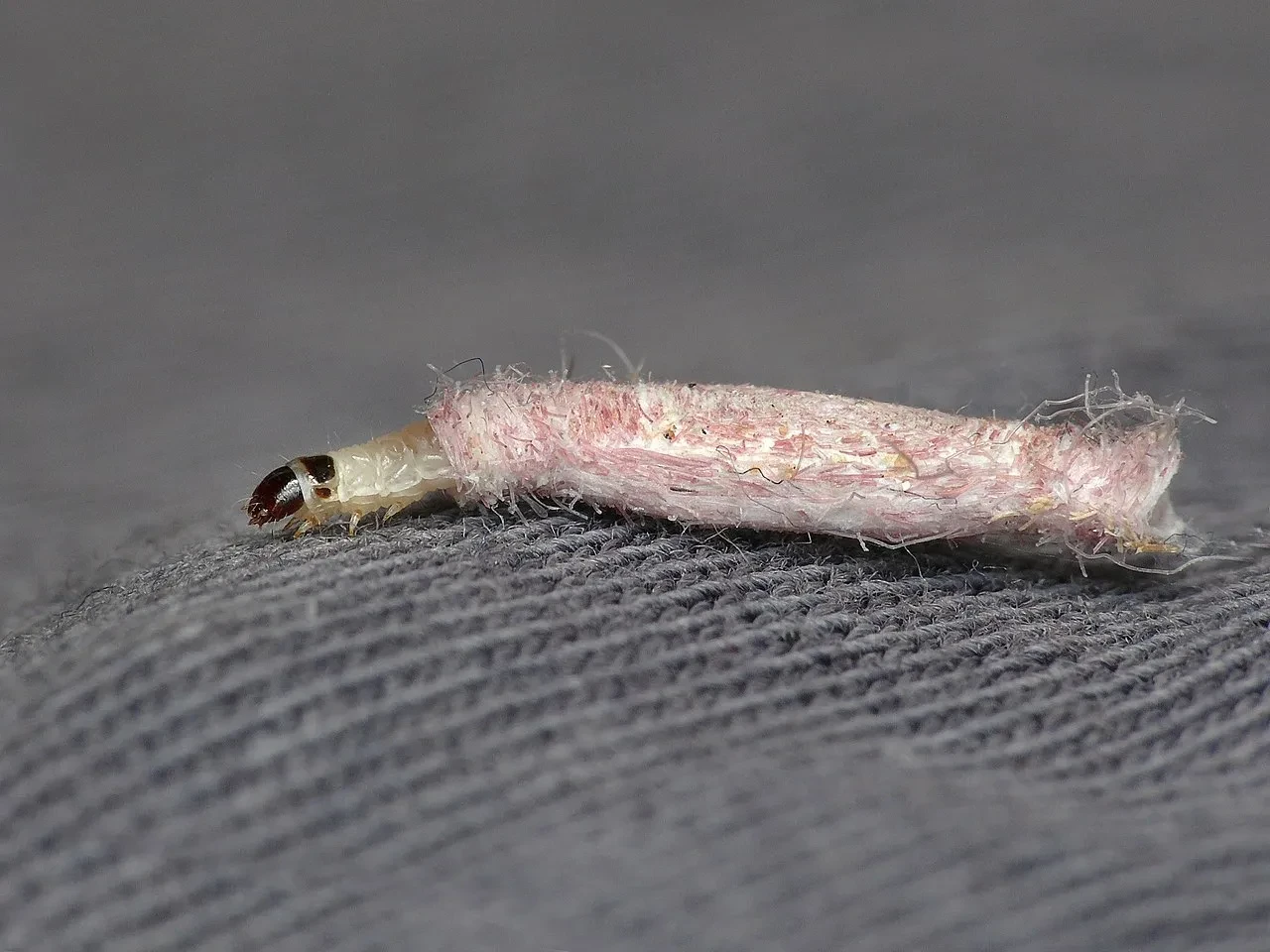 1280px-12.027_BF240_Case-bearing_Clothes_Moth,_Tinea_pellionella,_larva._(2455381208).jpg
