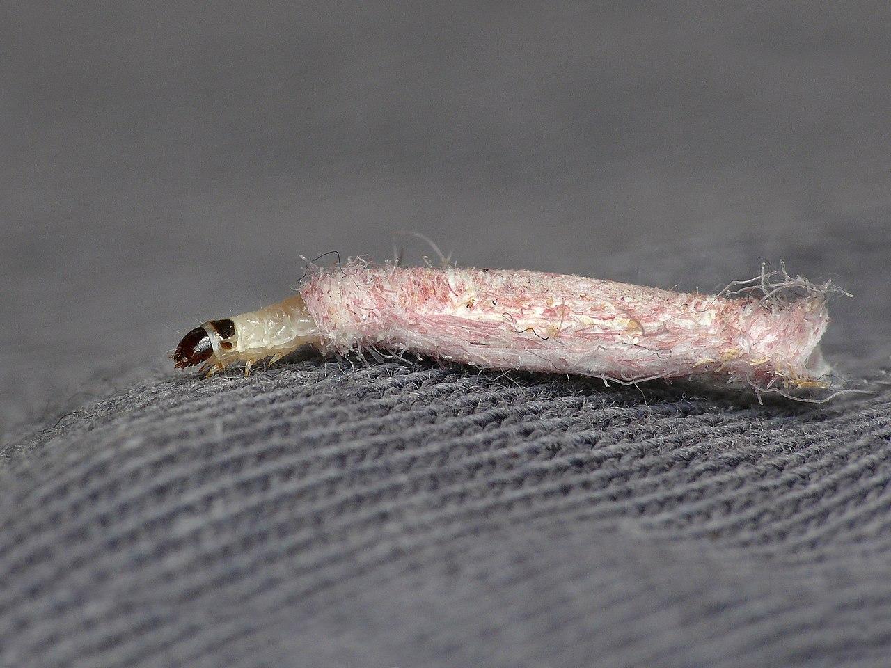 1280px-12.027_BF240_Case-bearing_Clothes_Moth,_Tinea_pellionella,_larva._(2455381208).jpg