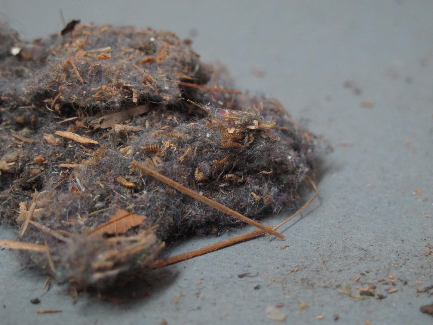 Dust Sample_All Hands under floorboards_Attagenus larvae_17.JPG