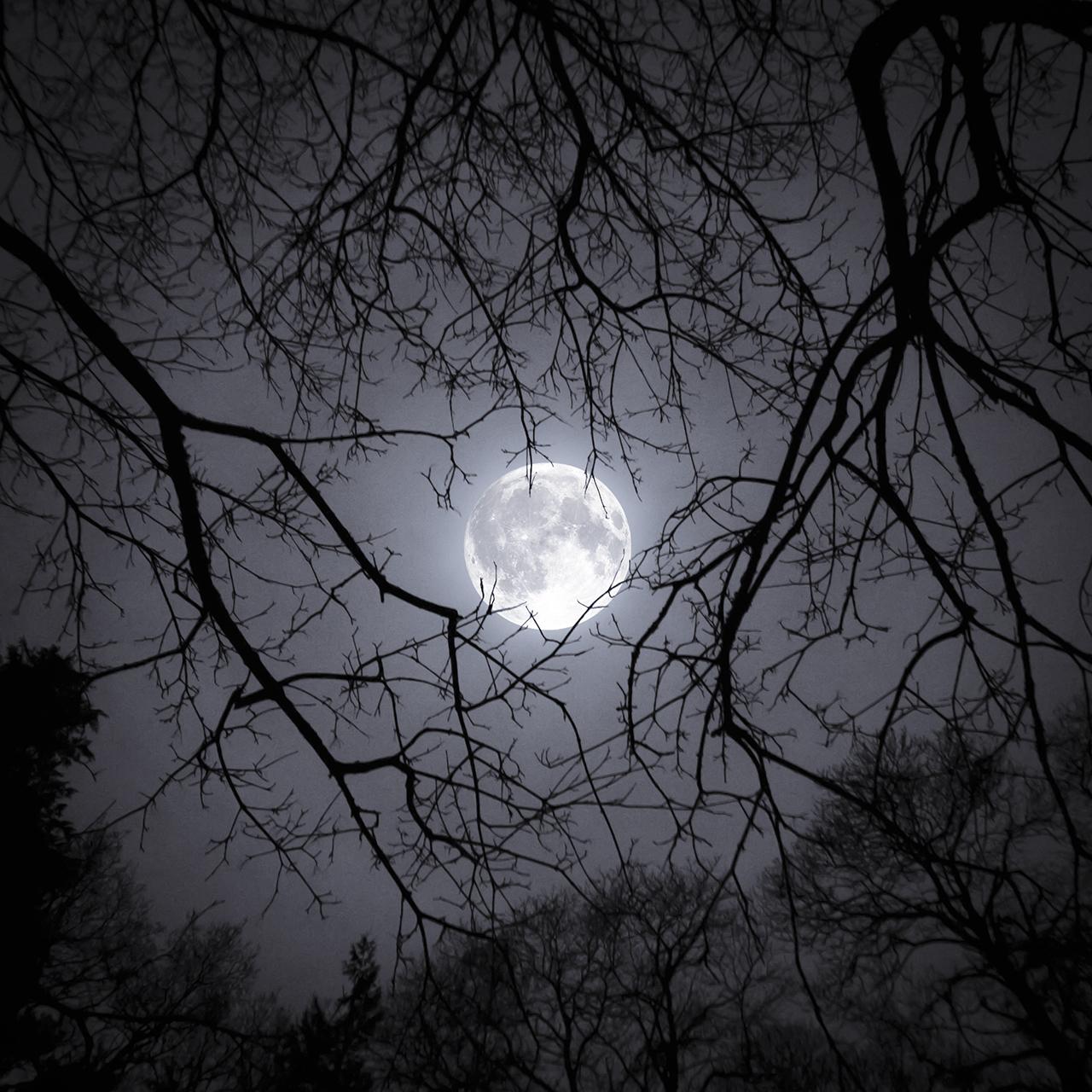 OM-43936-1_Misty Winter Moon © Rob Mogford.jpg