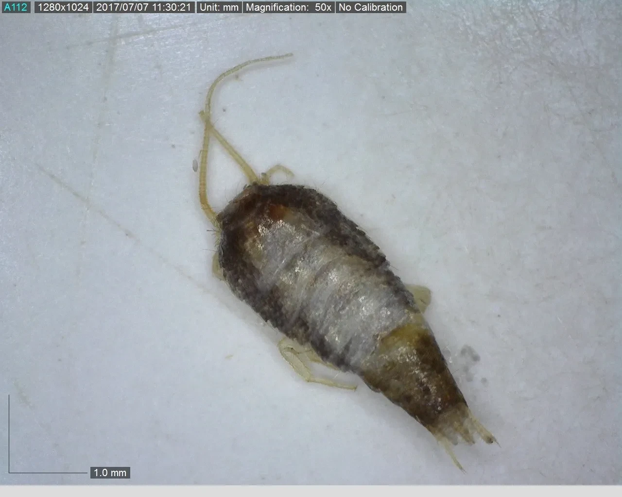 Silverfish3.jpg