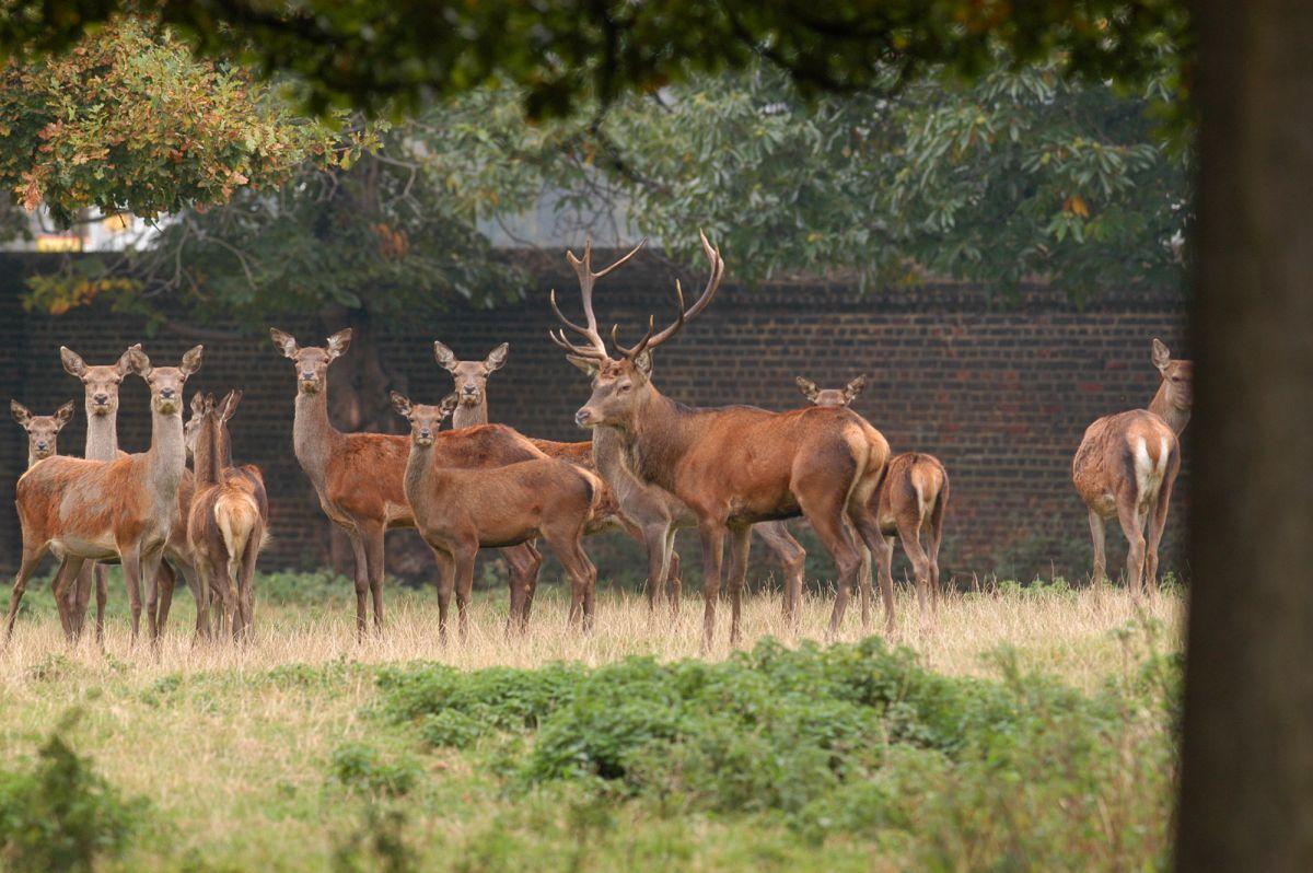 Deer in Greenwich Park. Image: The Royal Parks. All rights reserved.