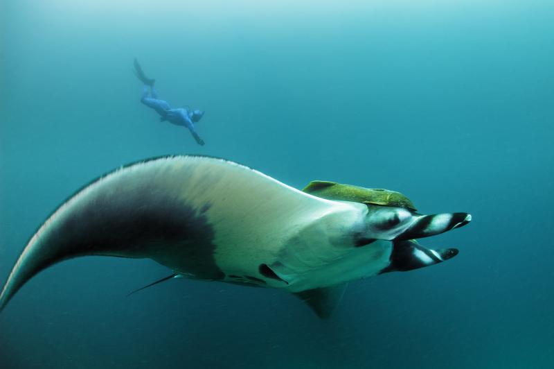 A diver swims close to a giant manta ray in the ocean off Mexico