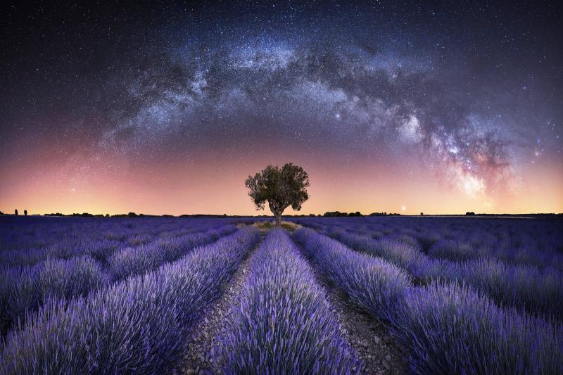 The Milky Way stretches over purple lavender fields