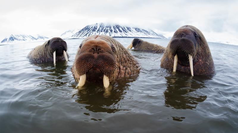 A group of walrus popping their heads up out of the water