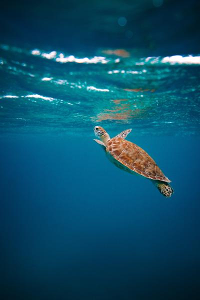 A sea turtle breaks the surface of the ocean